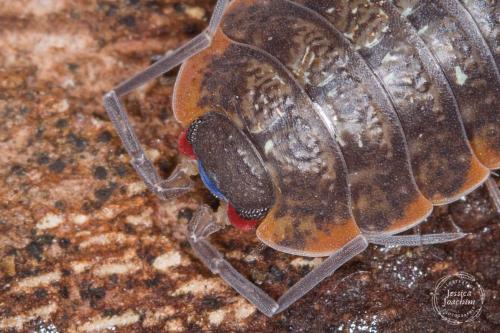 Porcellio monticola